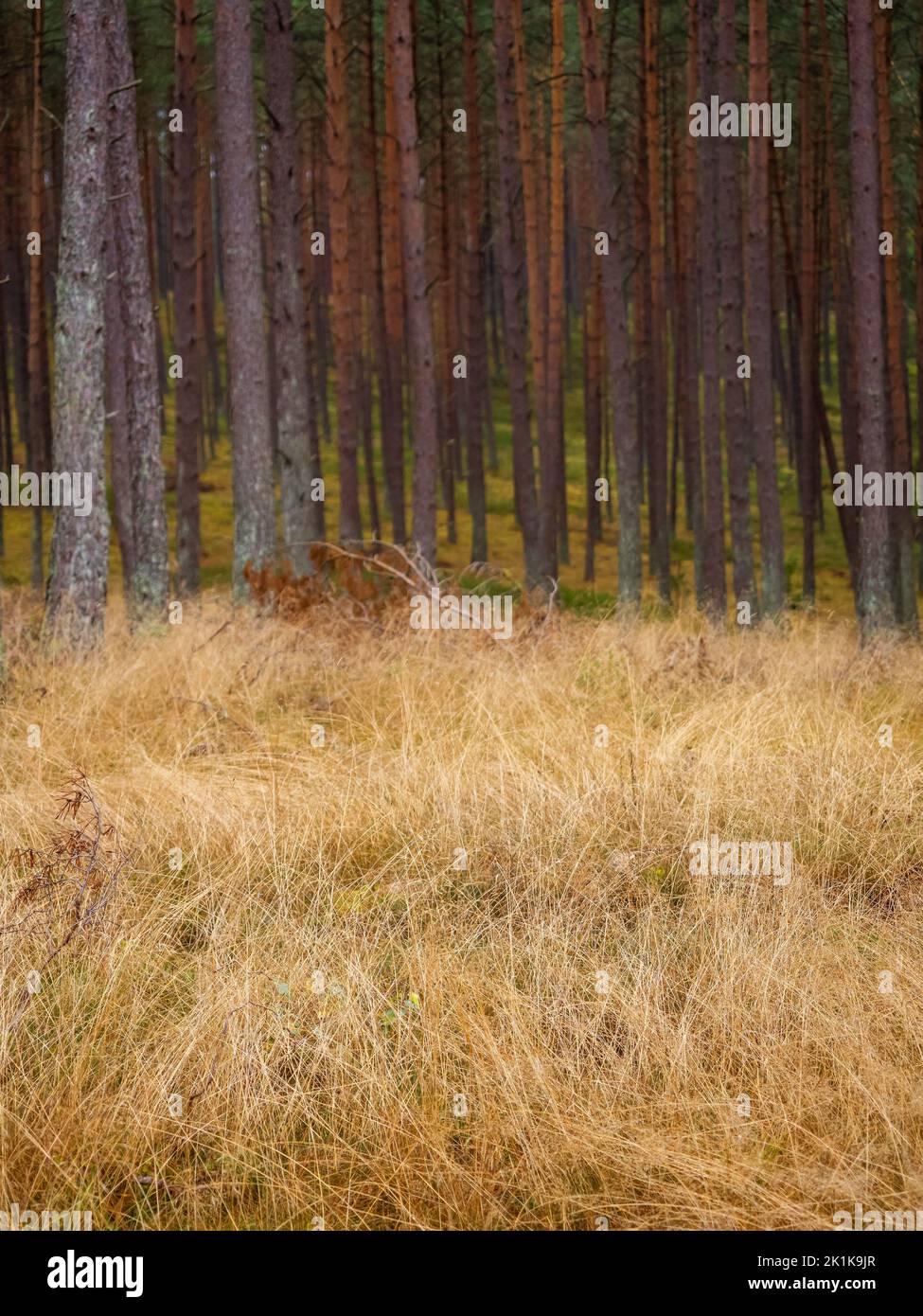 autumn moody forest, faded dry grass and pine woods on a background Stock Photo
