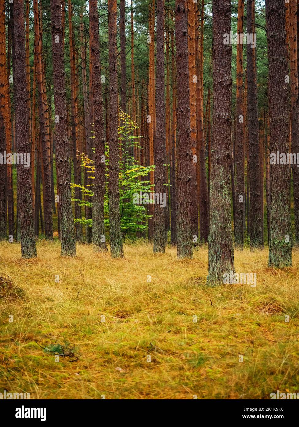 lone deciduous tree growing between high pine trees in a deep pine