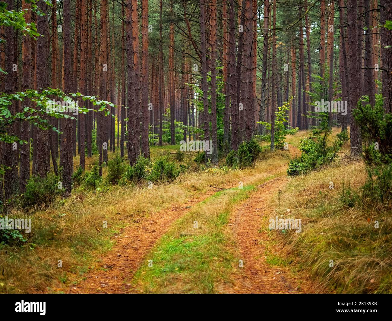 autumn pine tree deep forest, moody woods, fall season weather Stock Photo