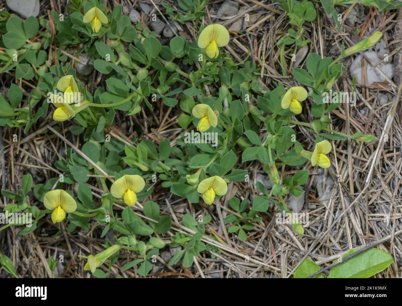 Dragon’s Teeth, Lotus maritimus, in flower in grassland. Stock Photo