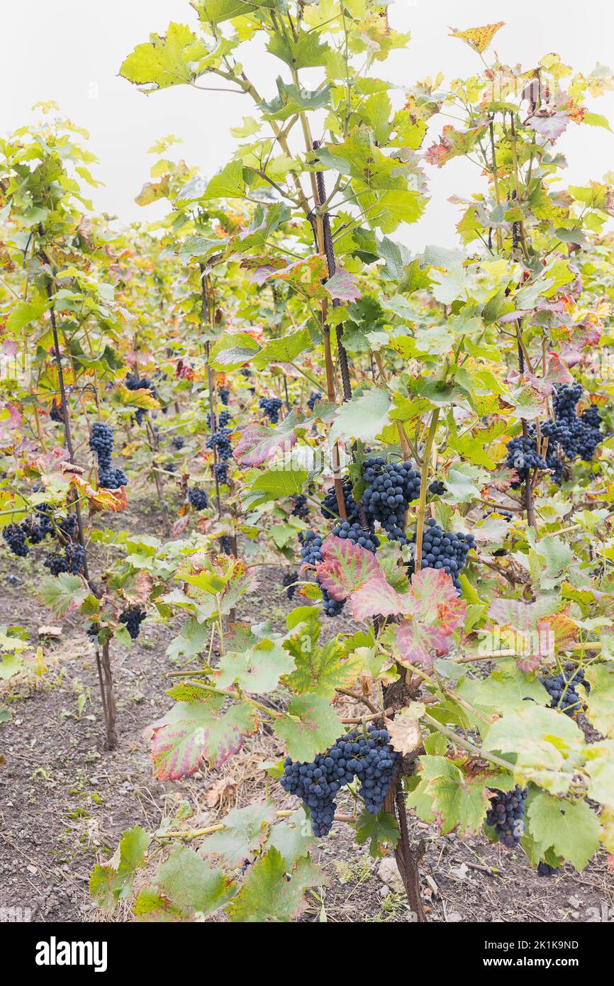 Blue ripe partially dried grapes and leaves in vineyard. Fall season ...