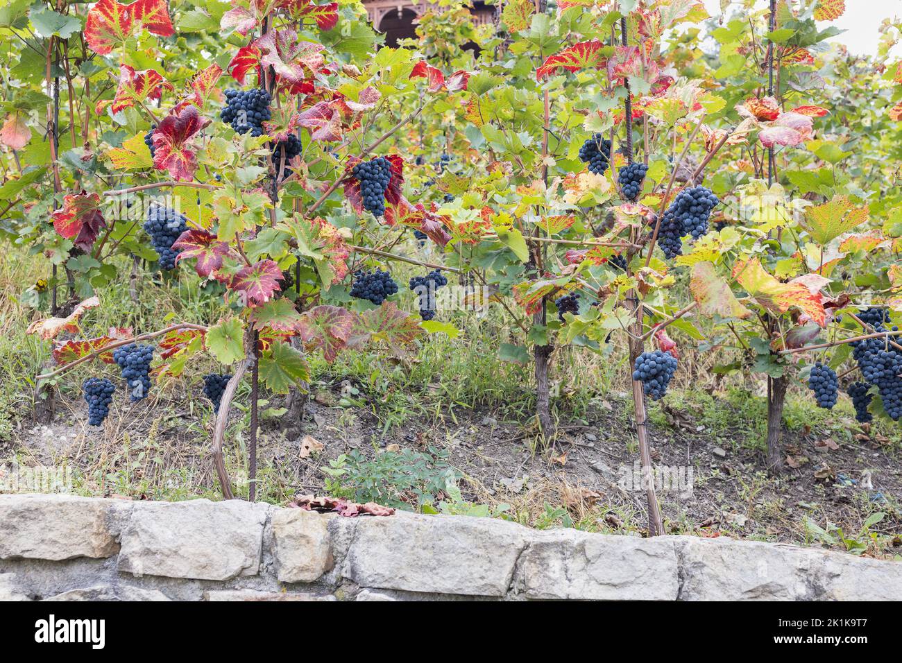 Blue ripe partially dried grapes and leaves in vineyard. Fall season ...