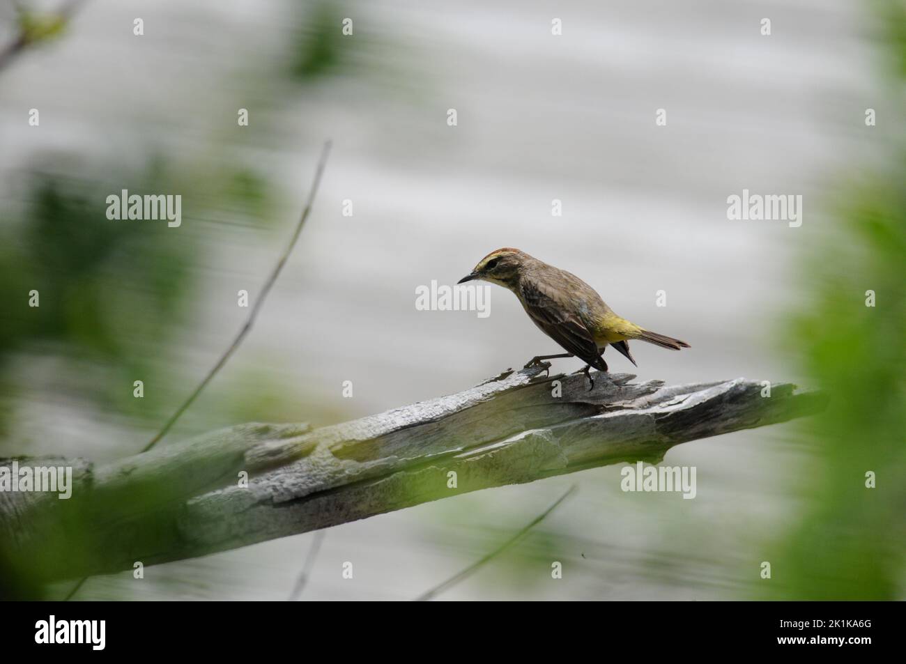 Palm Warbler on a tree branch Stock Photo