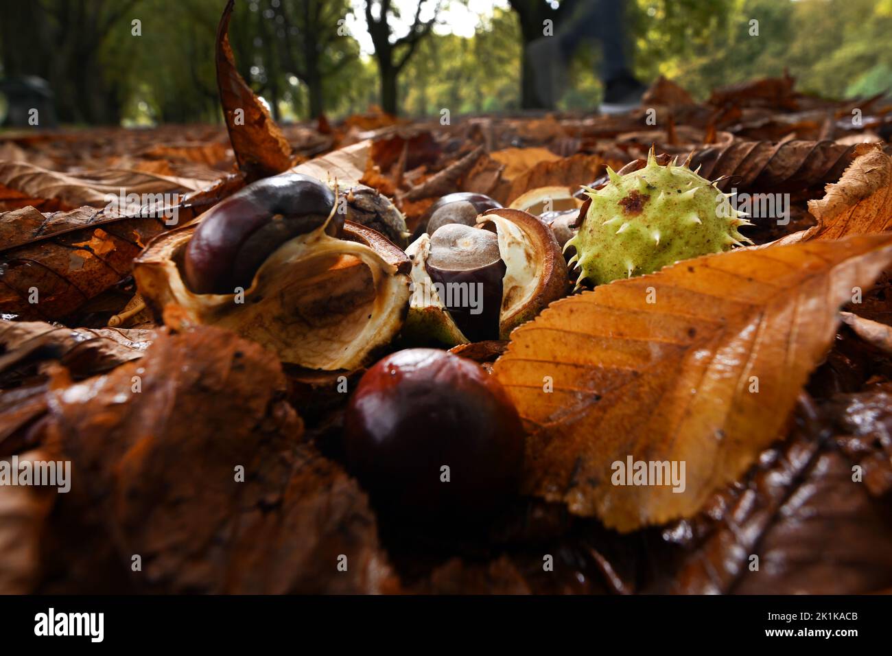 Cologne, Germany. 19th Sep, 2022. Chestnuts lie by the wayside in a