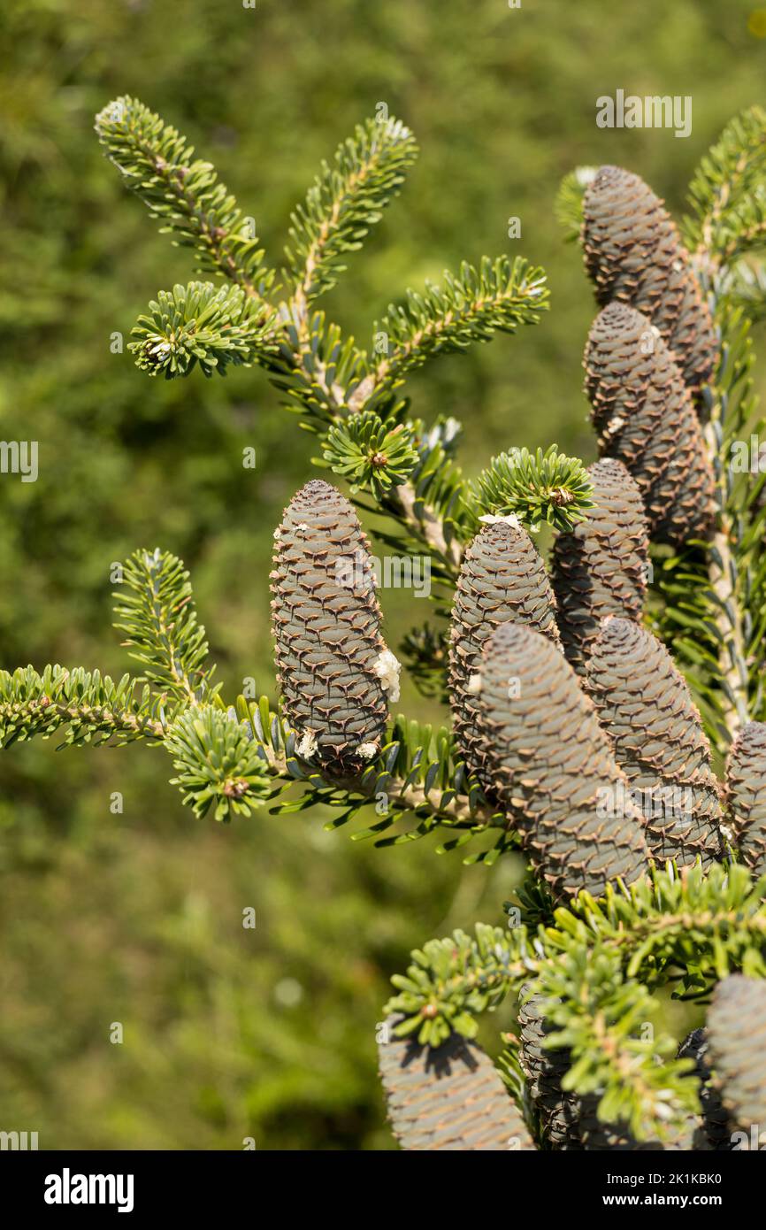Cones of korean fir (Abies koreana). Sunny autumn day. Stock Photo