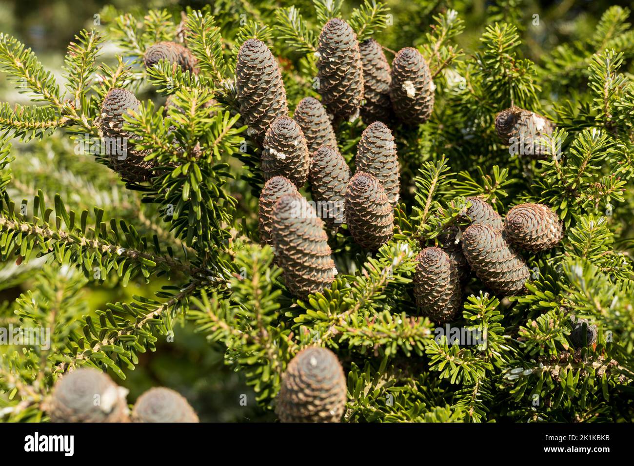 Branch of a Korean fir tree (Abies koreana). Blue cones. Stock Photo