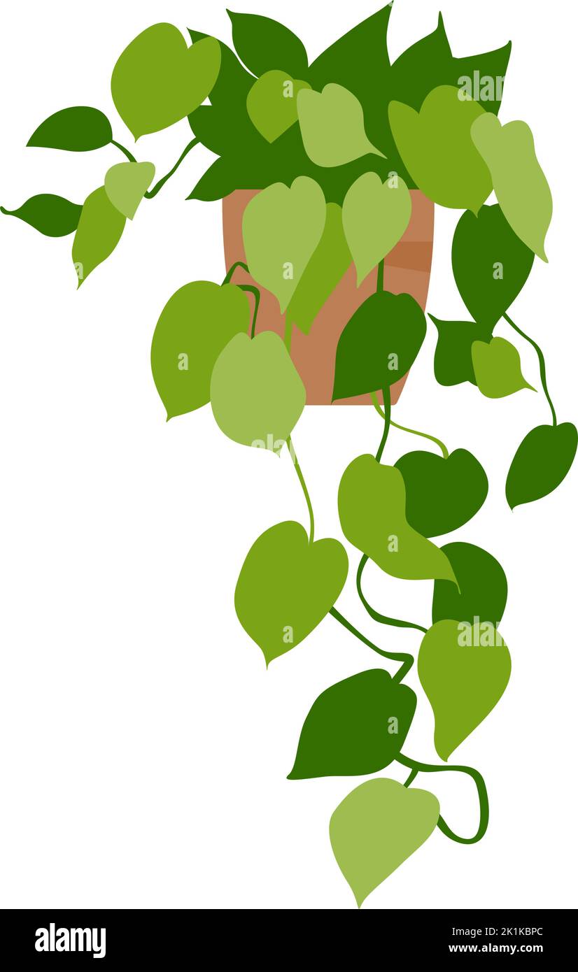 Home plant. Potted plant isolated on white. Flat. Vector illustration ...