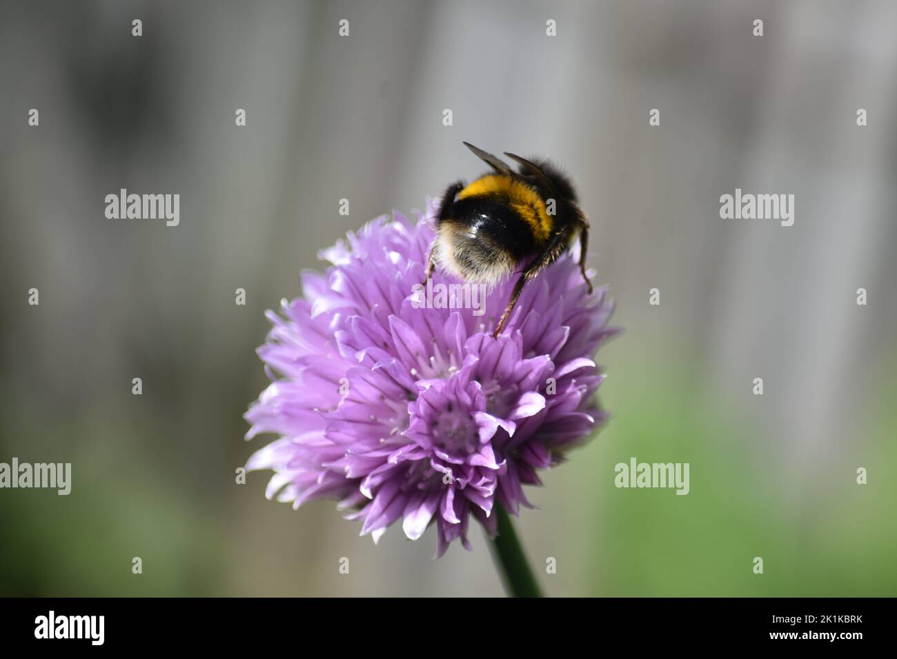 Bumble bee chive Stock Photo - Alamy