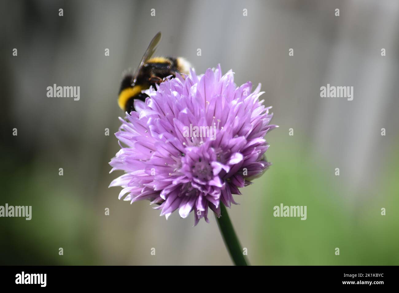 Bee chive hi-res stock photography and images - Alamy