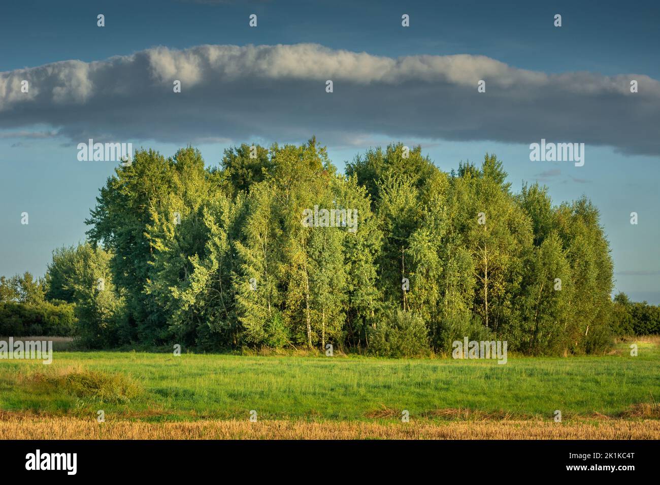 Cloud over a group of trees on the green meadow, September view in eastern Poland Stock Photo