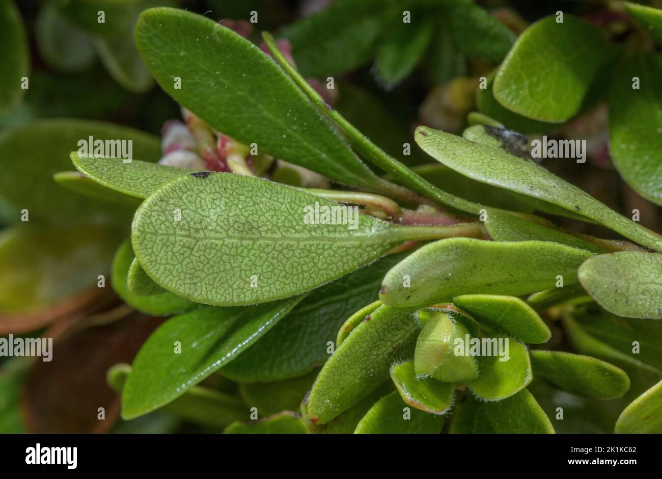 Underside Venation Of Leaves Of Bearberry Arctostaphylos Uva ursi underside-venation-of-leaves-of-bearberry-arctostaphylos-uva-ursi