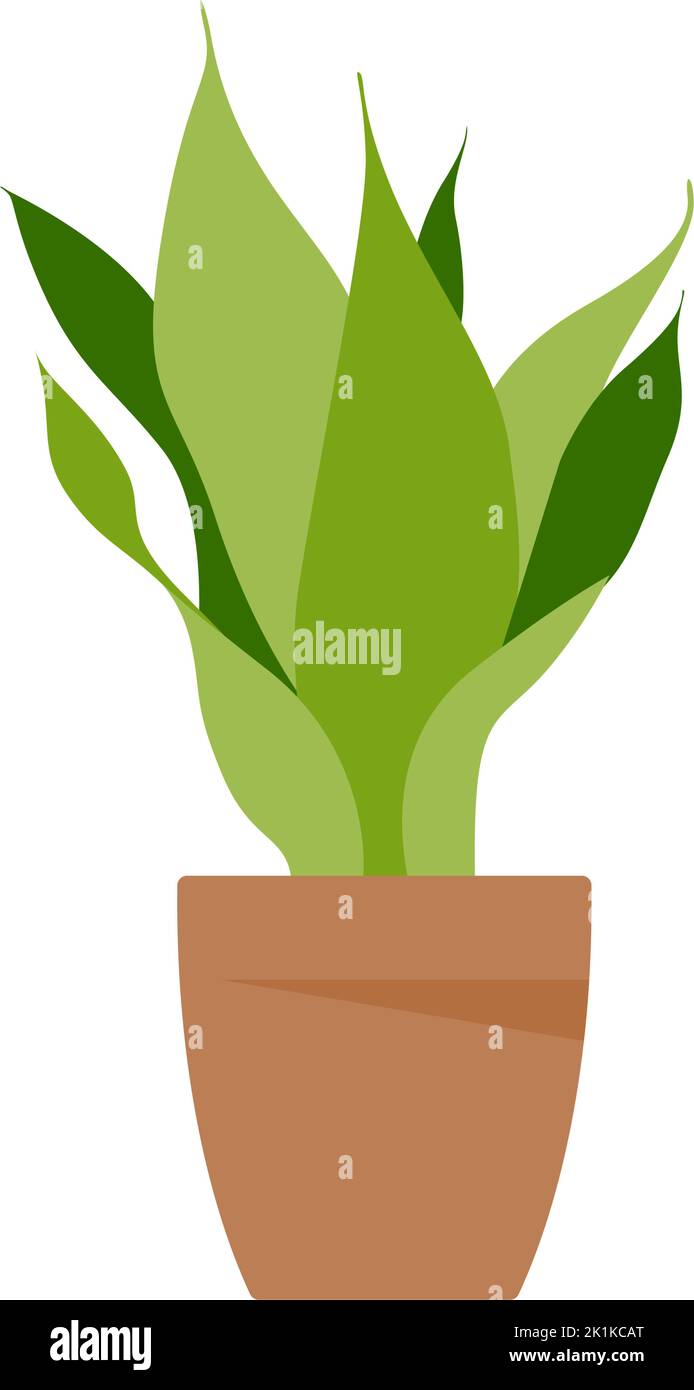 Home plant. Potted plant isolated on white. Flat. Vector illustration ...