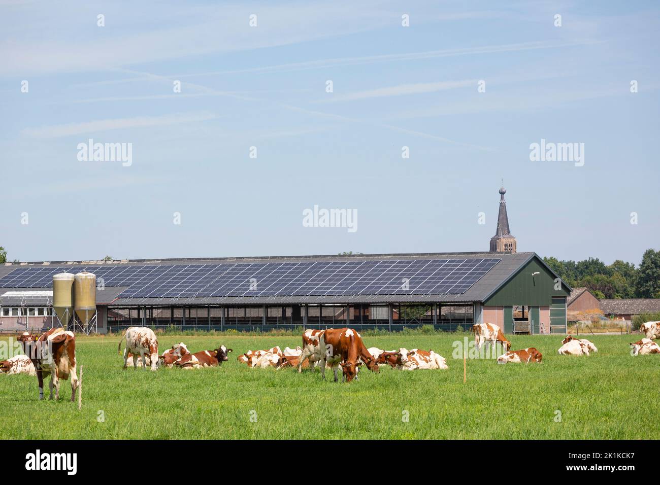Cows grazing in front of a farm stable with PV panels in the Netherlands Stock Photo