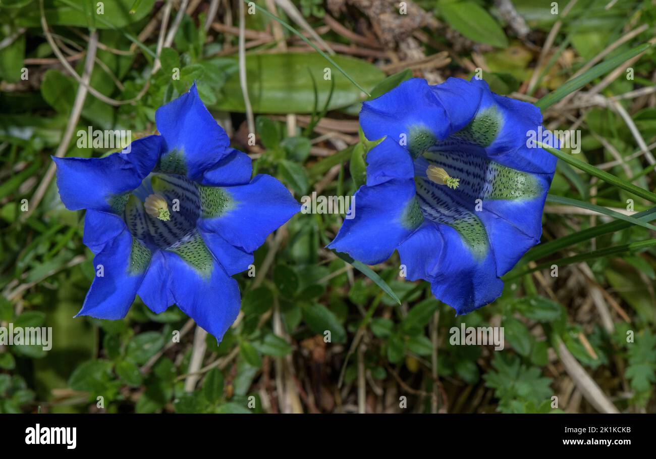 Narrow-leaved Trumpet Gentian, Gentiana angustifolia, in flower on limestone, Vercors Mountains, France. Stock Photo
