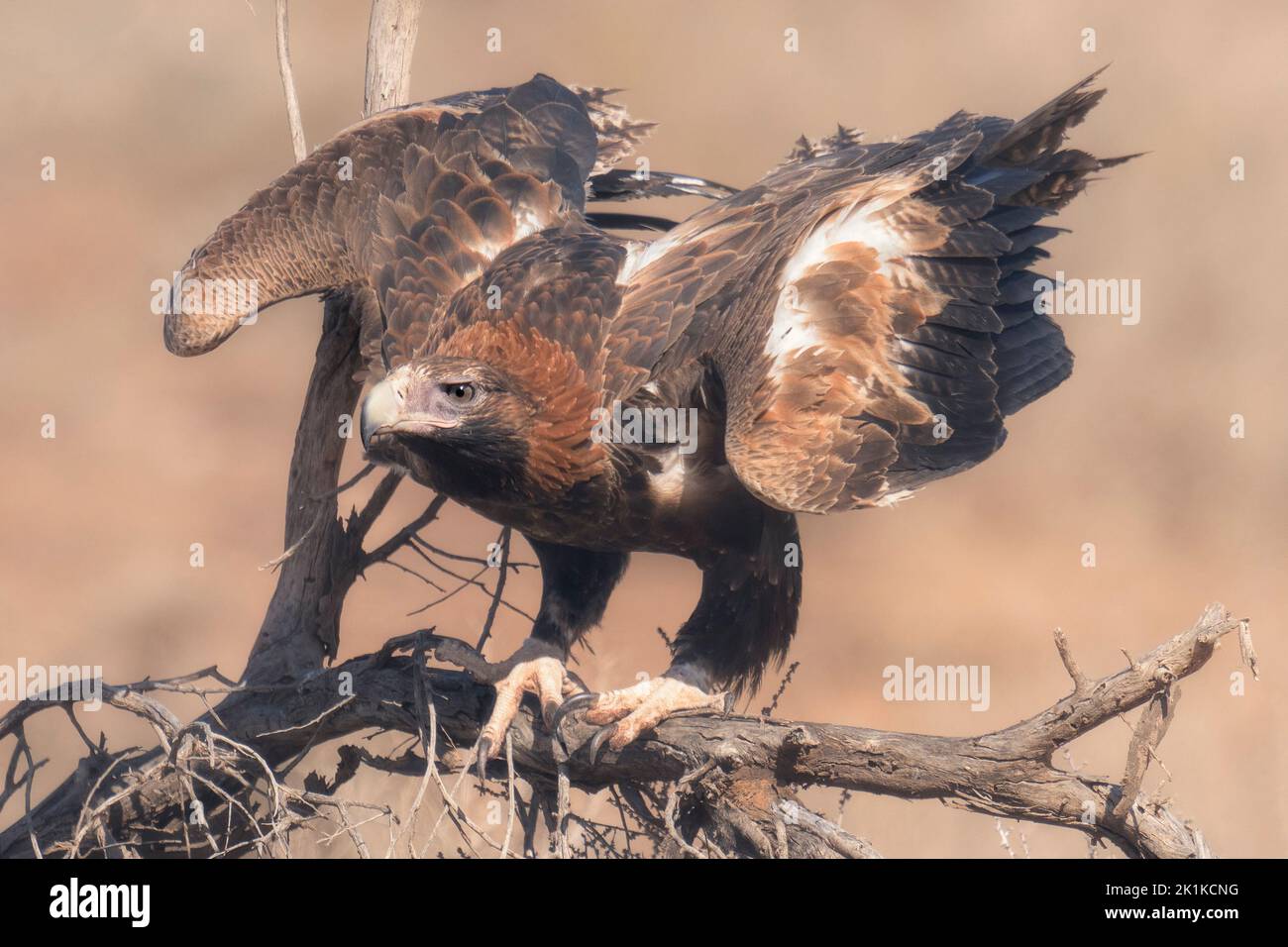 Wild wedge-tailed eagle (Aquila audax) perched on branch with wings spread, South Australia, Australia Stock Photo