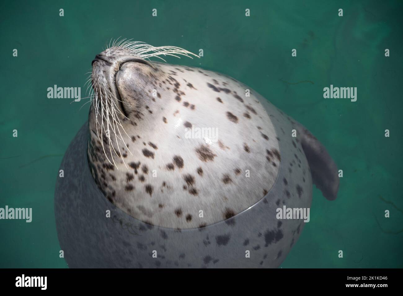 Close-up of a spotted seal sticking its head out of the sea, Spain Stock Photo