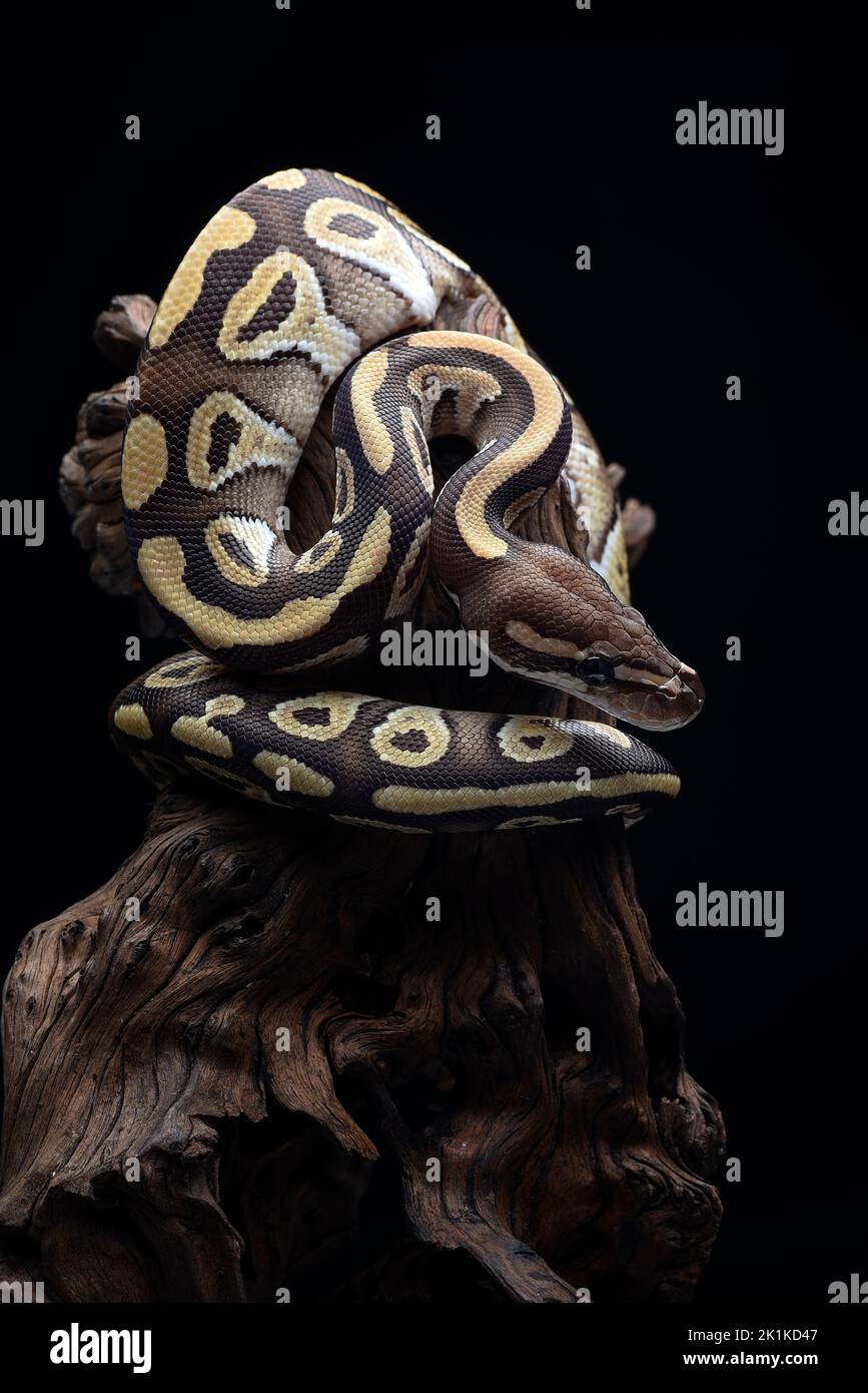 Ball python coiled on a tree branch, Indonesia Stock Photo
