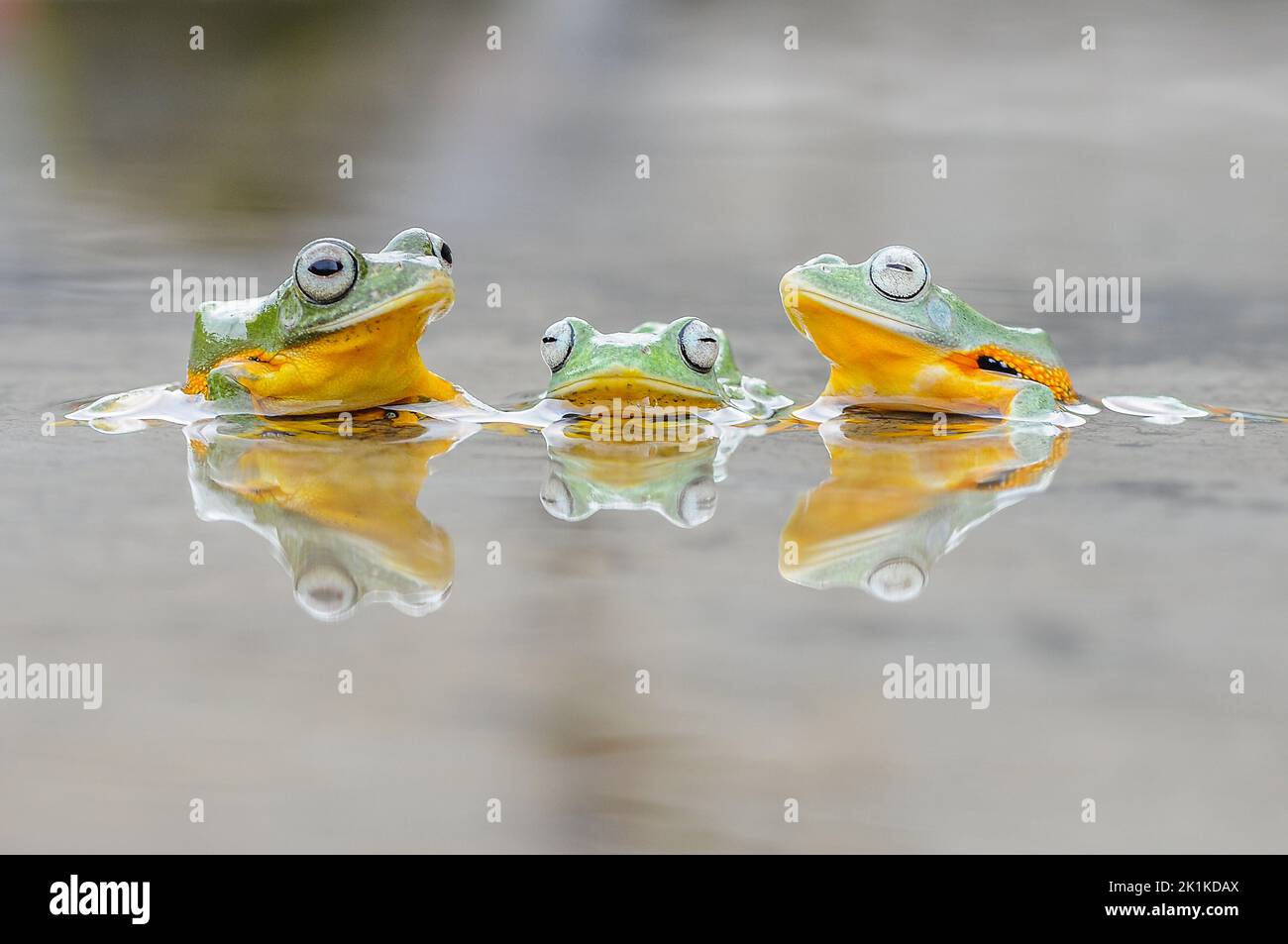 Three tree frogs sitting in a puddle looking ahead, Indonesia Stock Photo
