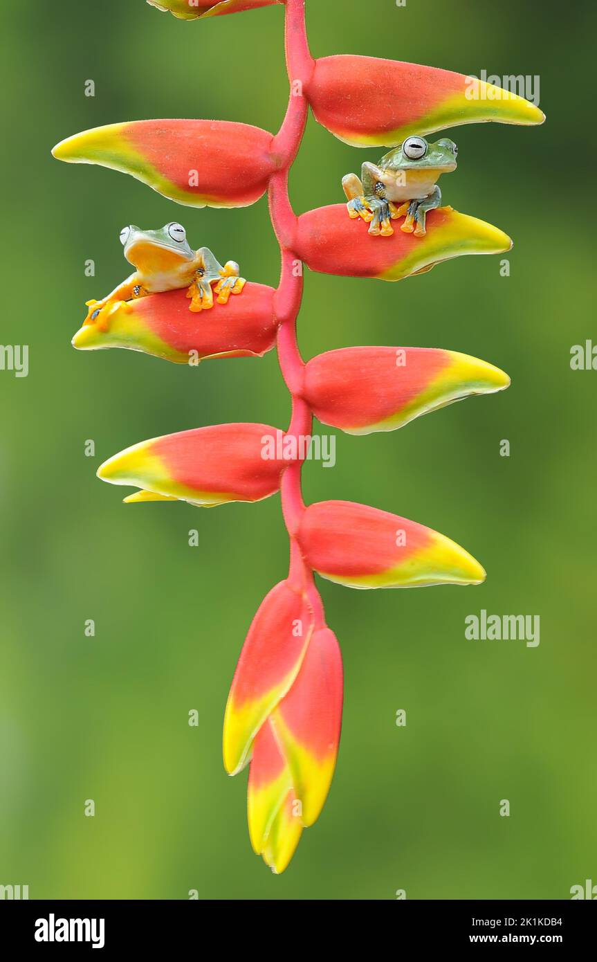 Two dumpy tree frogs on a heliconia plant, Indonesia Stock Photo Alamy