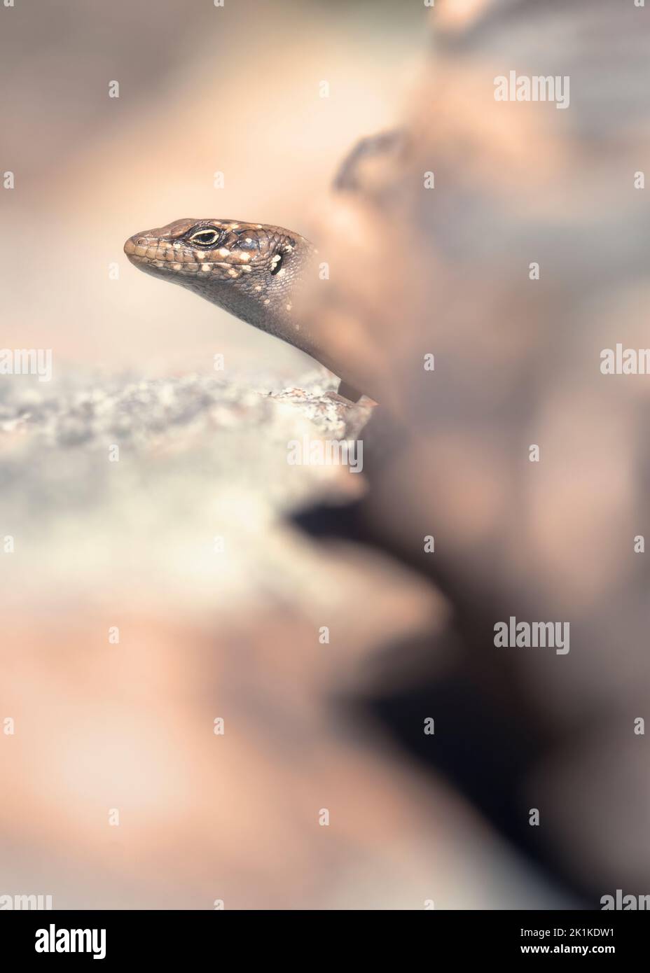 Portrait of a Central Ranges rock-skink (Liopholis margaretae) peering out from a rocky outcrop, Australia Stock Photo