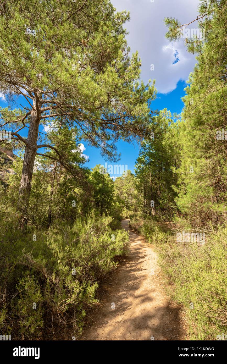 Footpath among a green forest Stock Photo