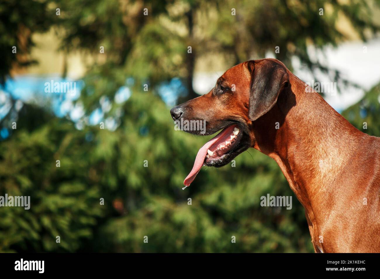 Rhodesian Ridgeback dog breed outdoor portrait Stock Photo - Alamy