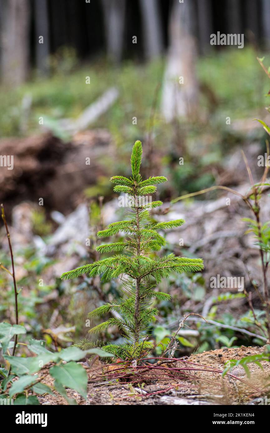 Young pine tree planted or reforested in the forest after the artificial cutting of logs. Reforestation or forestation, natural or intentional restock Stock Photo