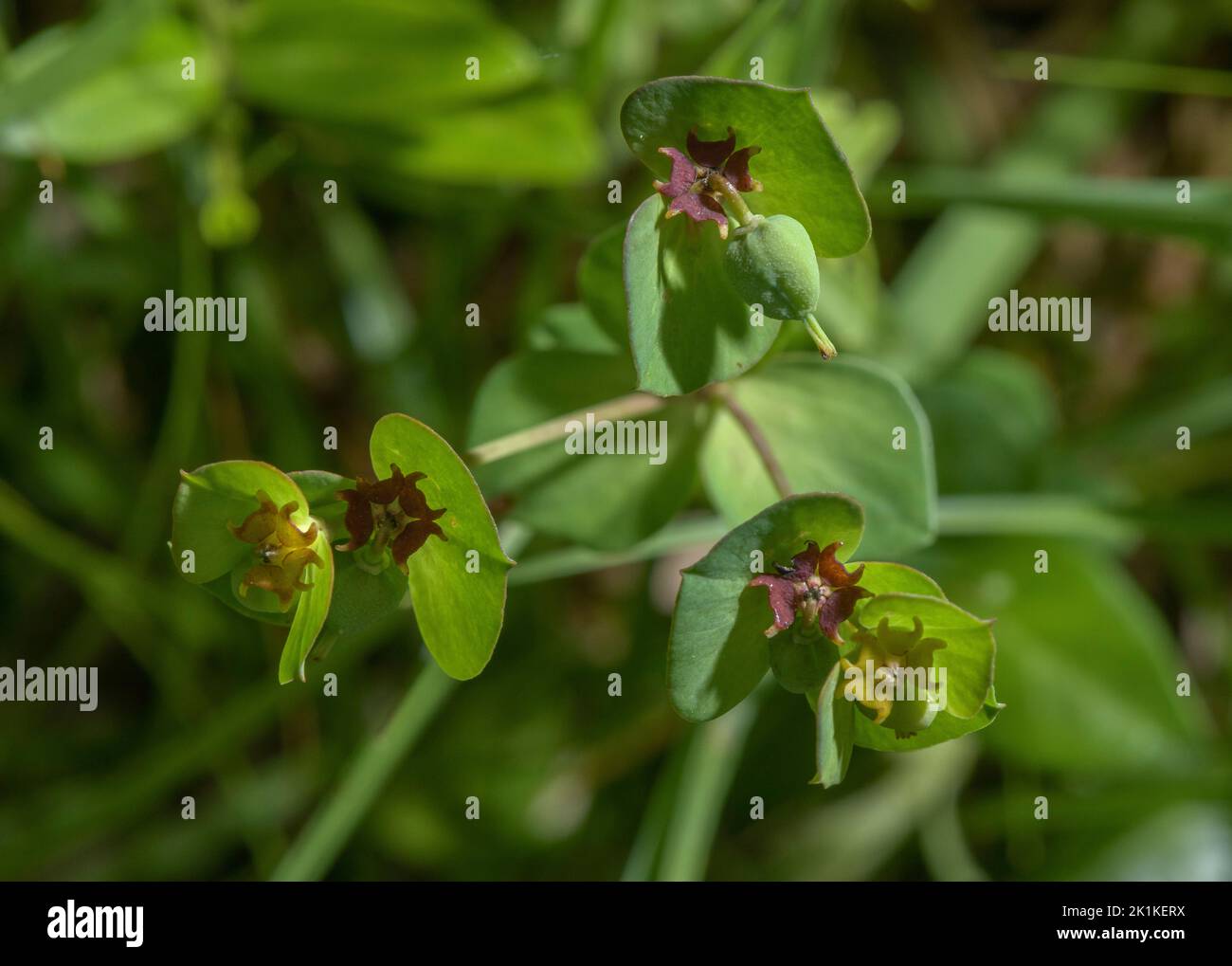 Three-flowered Spurge, Euphorbia triflora ssp. triflora in flower, Slovenia. Stock Photo