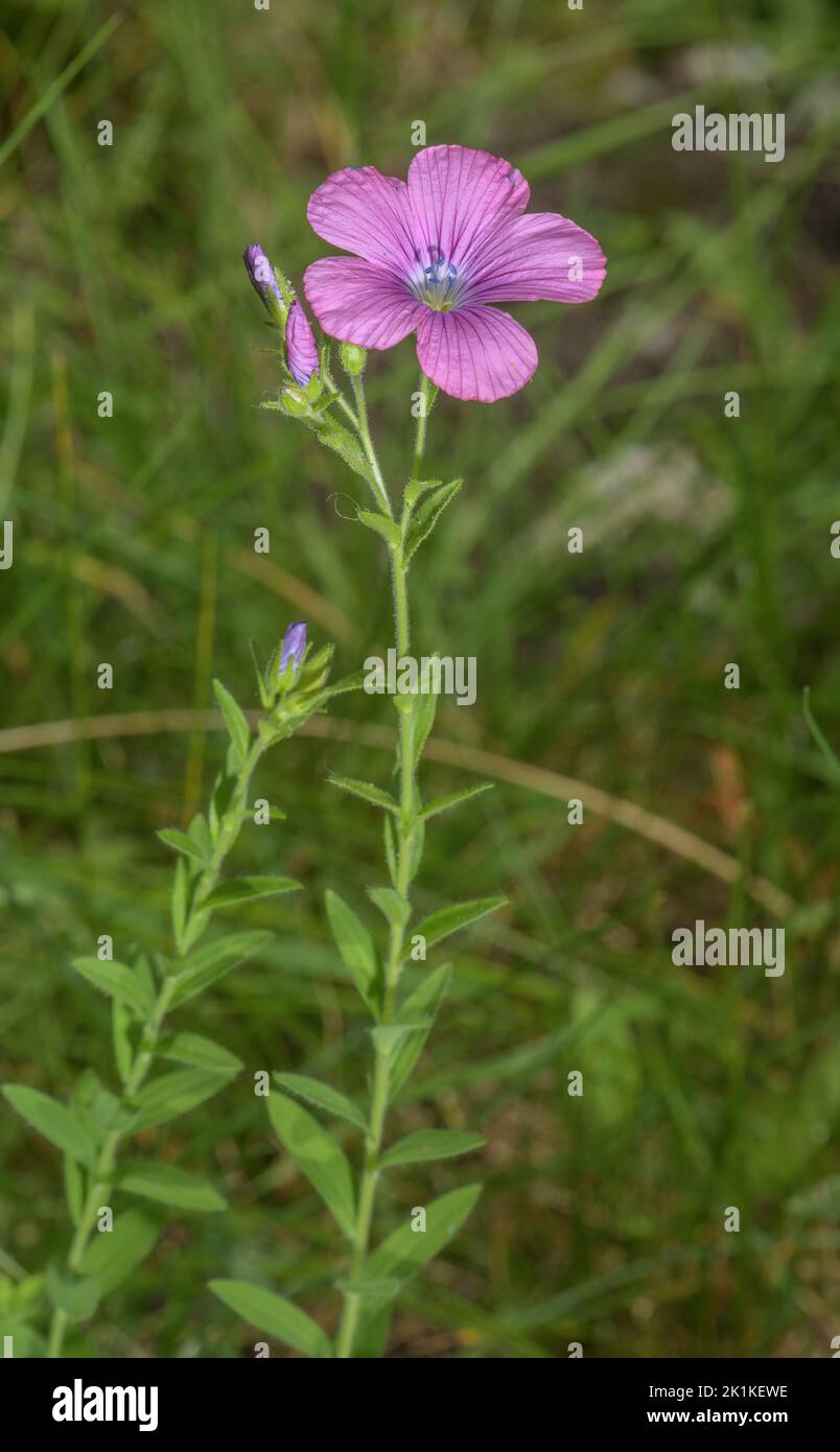 Sticky Flax, Linum viscosum in flower, Julian Alps. Stock Photo