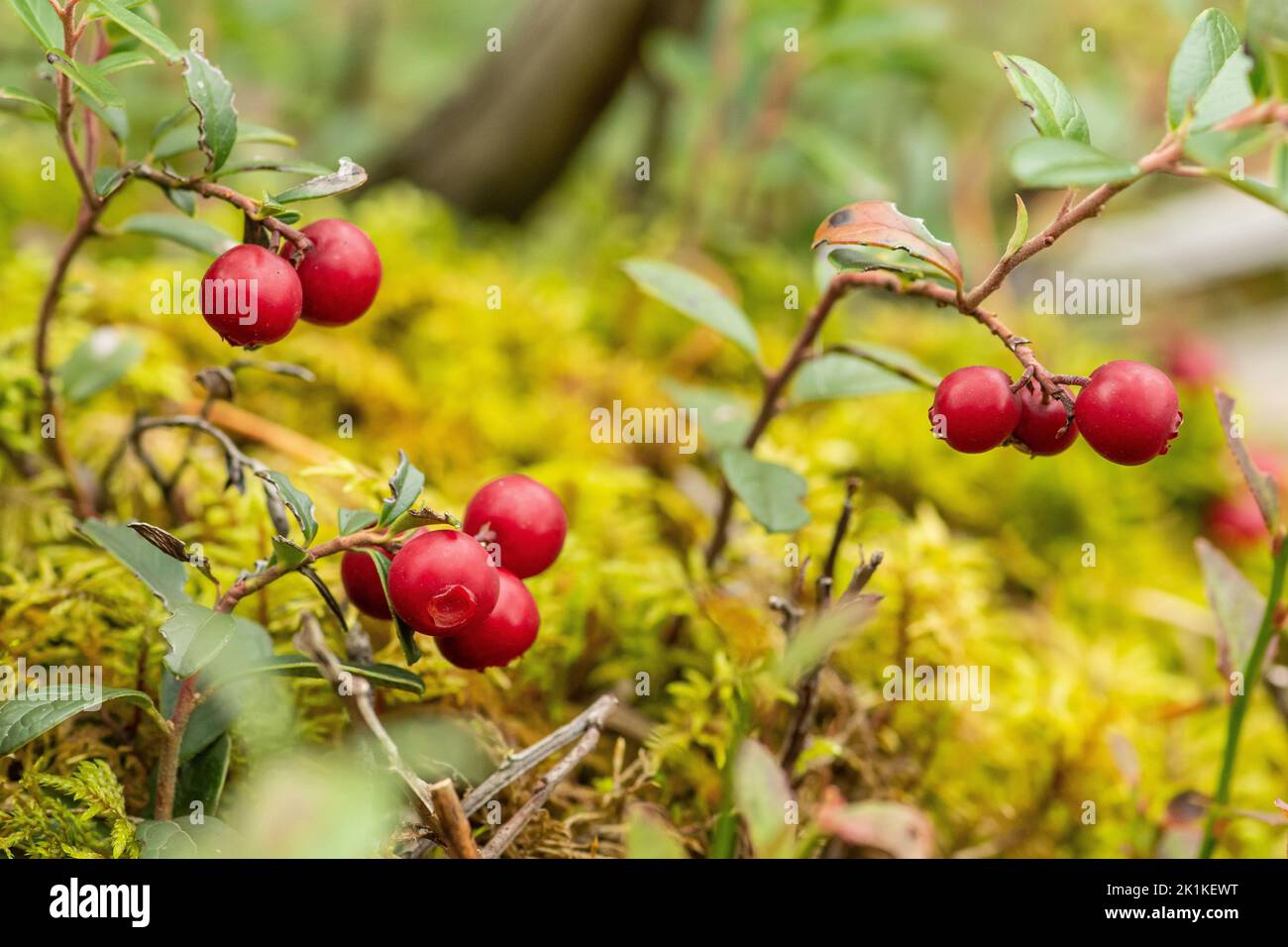 Beautiful bush of ripe red lingonberry, partridgeberry, mountain cranberry or cowberry among green leaves and moss in the forest or woods in autumn Stock Photo
