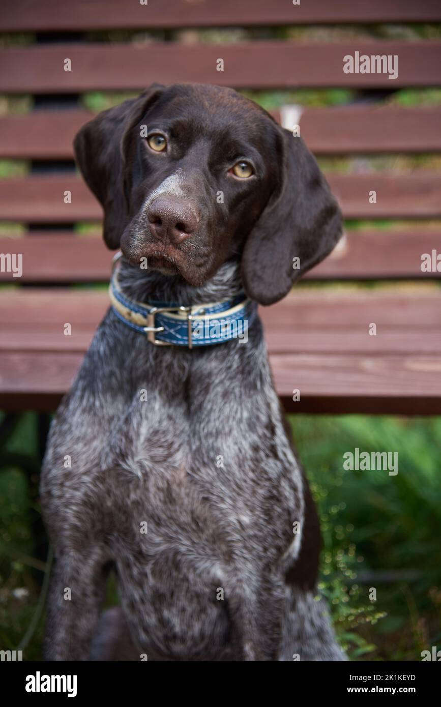 German Shorthaired Pointer,Portrait of Kurtzhaar against the background of a wooden bench in a public park. Stock Photo