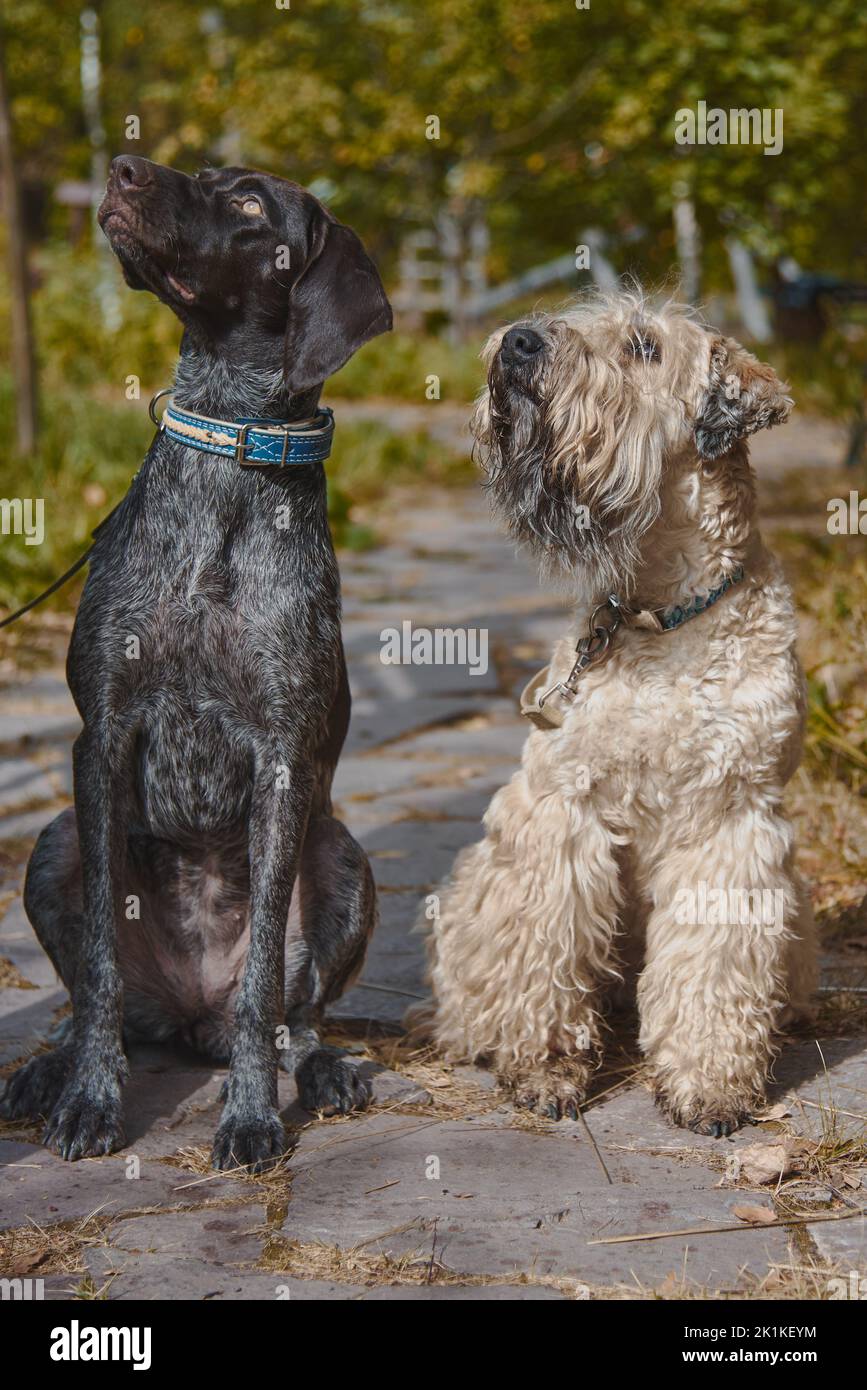 Two dogs, a German shorthaired pointer and an Irish wheaten soft-coated terrier, sit side by side on the path in the autumn park. Stock Photo