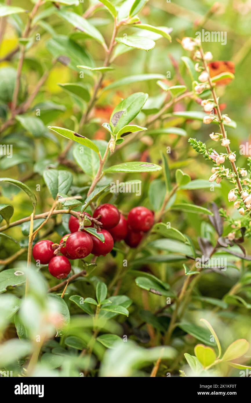 Beautiful bush of ripe red lingonberry, partridgeberry, mountain cranberry or cowberry among green leaves and moss in the forest or woods in autumn Stock Photo