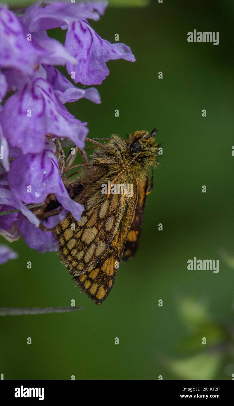 Chequered skipper, Carterocephalus palaemon, feeding on Spotted Orchid flower. Stock Photo