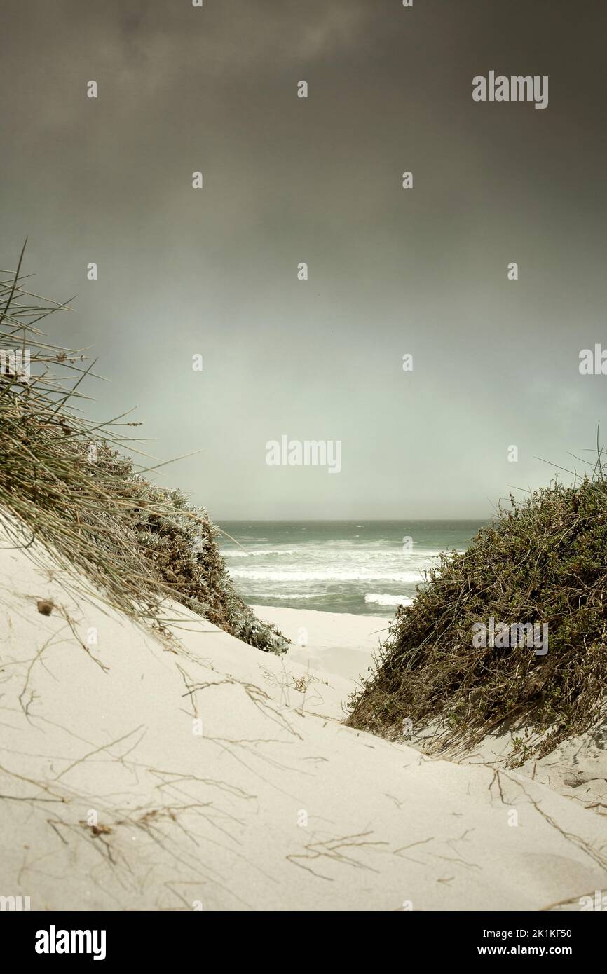 Beach Dunes and Grass in Overcast Weather Stock Photo