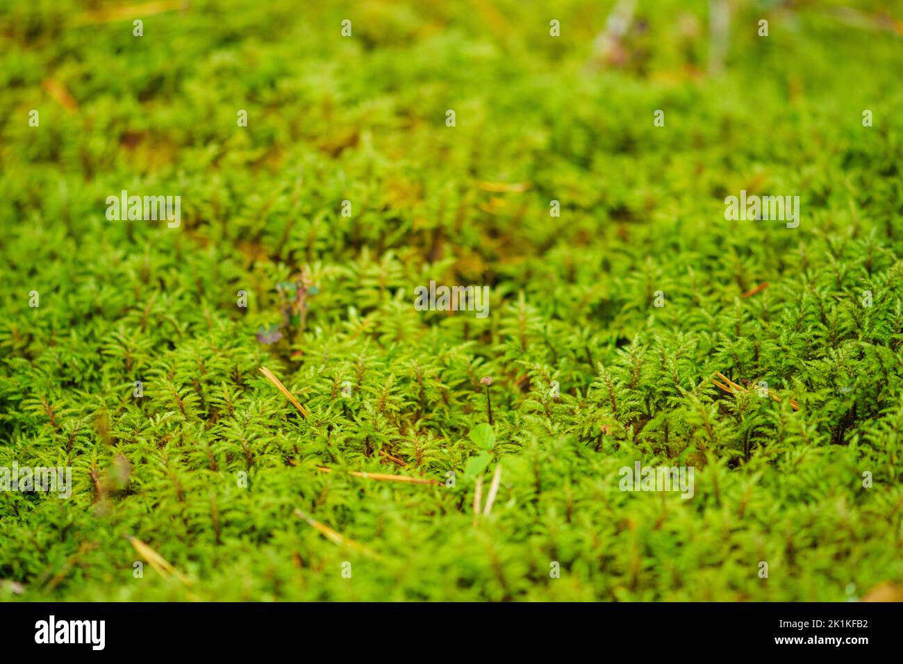 Beautiful background with green moss or musk and variety of little plants and leaves on the ground in the undergrowth of a forest or woods in autumn Stock Photo