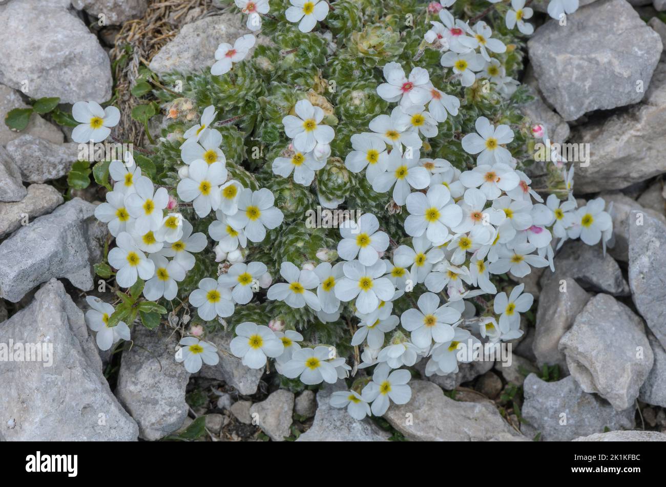 Clump of Hairy rock-jasmine, Androsace villosa, in flower on limestone scree, Karawanken Alps. Stock Photo