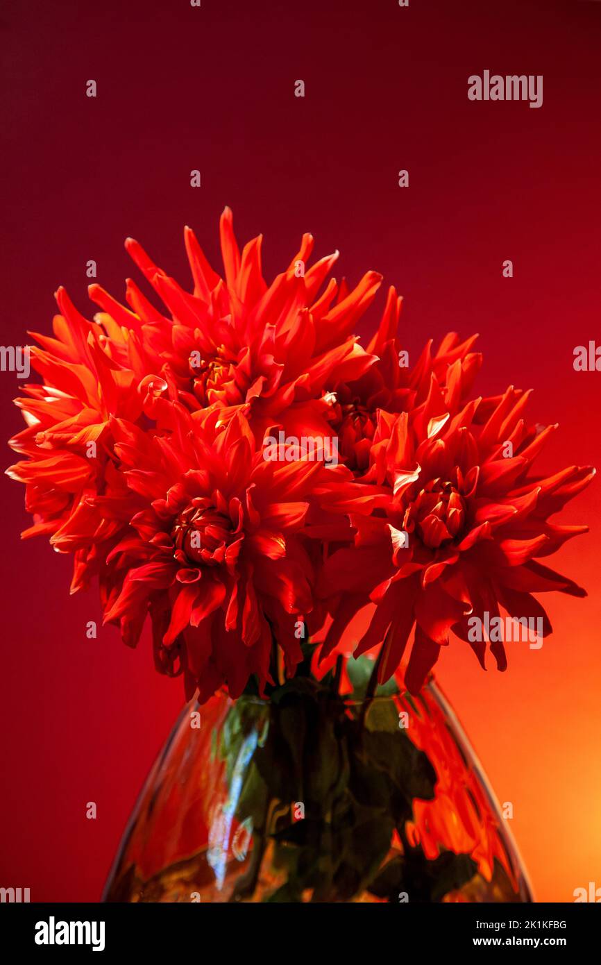 Red Dahlias in Vase Stock Photo