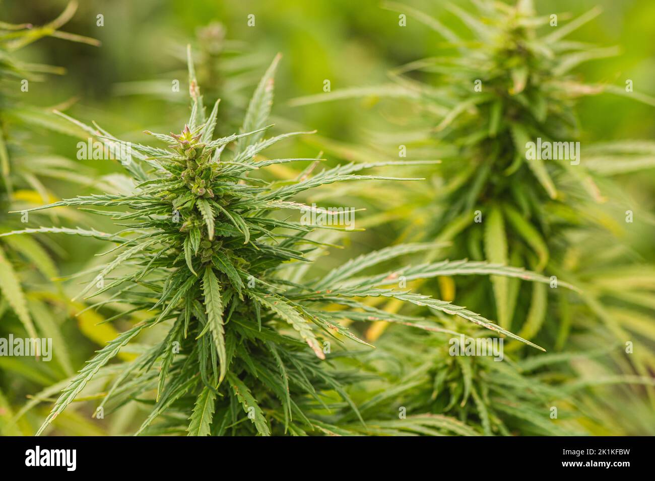 Marijuana, cannabis or hemp plant with bud and green leaves growing in a garden, close up. Concept of biological agriculture, bio product, bio ecology Stock Photo