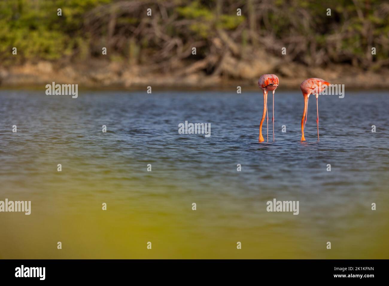 American flamingo Phoenicopterus ruber, adults foraging in shallow lagoon, Kralendijk, Bonaire, Dutch Antilles, Caribbean, Kralendijk, Bonaire, August Stock Photo