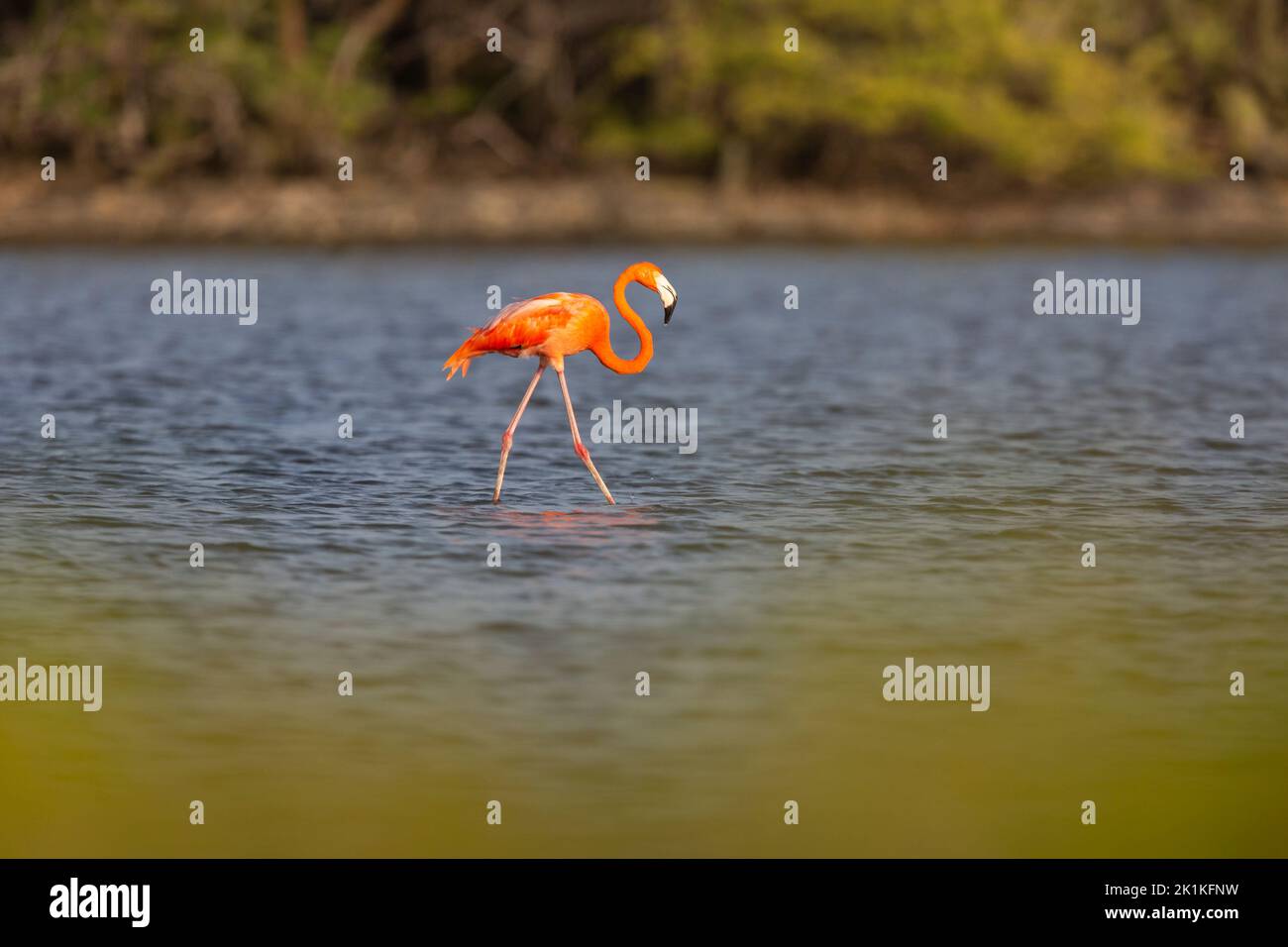 American flamingo Phoenicopterus ruber, adult foraging in shallow lagoon, Kralendijk, Bonaire, Dutch Antilles, Caribbean, Kralendijk, Bonaire, August Stock Photo