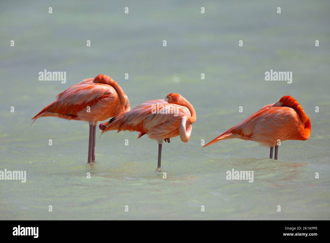 American flamingo Phoenicopterus ruber, adults roosting in shallow lagoon, Pekelmeer, Bonaire, August Stock Photo