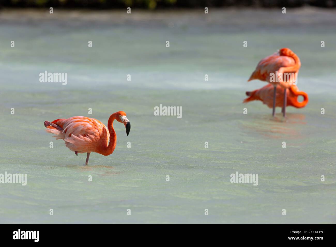 American flamingo Phoenicopterus ruber, adult foraging in shallow lagoon, Pekelmeer, Bonaire, August Stock Photo