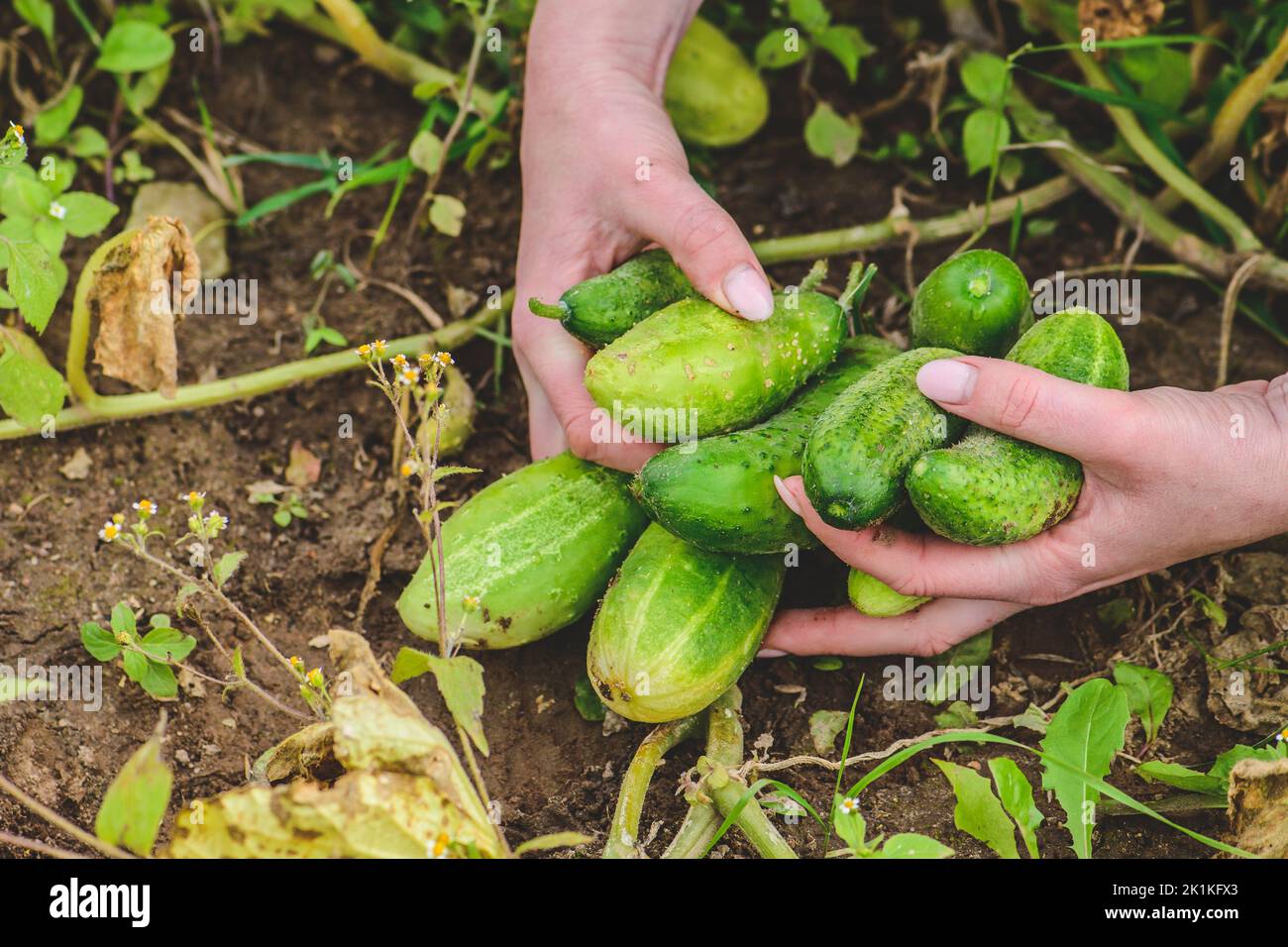 Fresh ripe cucumbers just picked in the hands of a girl. Concept of biological agriculture, bio products, bio ecology, vegetarian, vegan. Close up Stock Photo