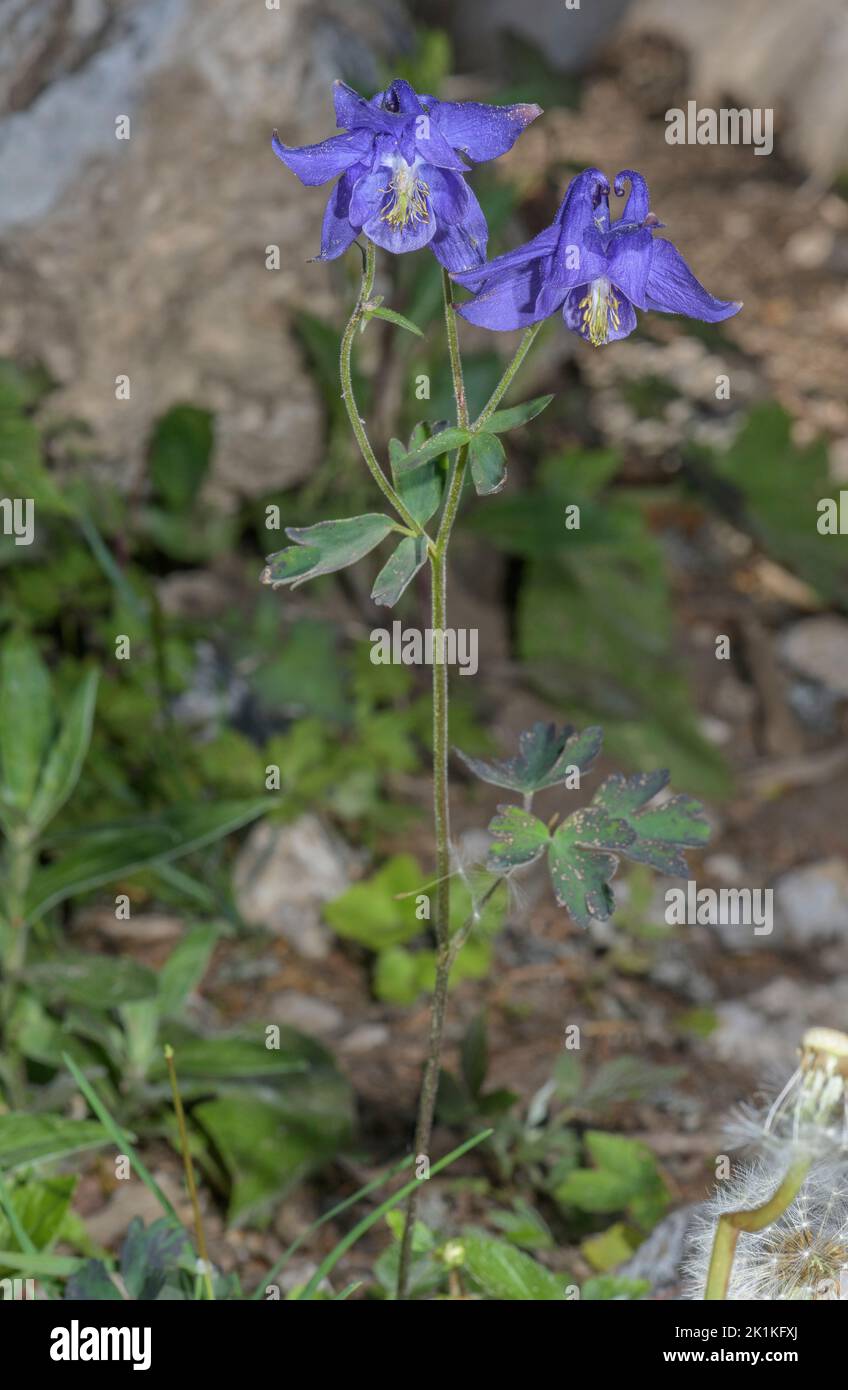 Einsel's Columbine, Aquilegia einseleana in flower in the Karawanken Alps, Austria. Stock Photo