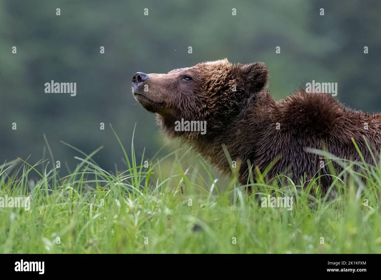 A vigilant female grizzly bear takes a break from grazing on the rich sedge grasses of Smith Inlet, to scan the landscape for danger. Stock Photo