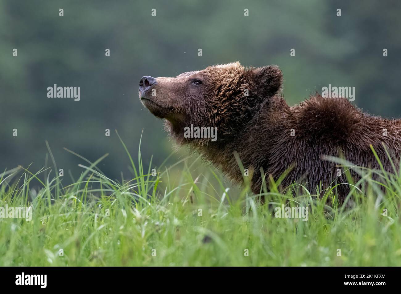 A vigilant female grizzly bear takes a break from grazing on the rich ...