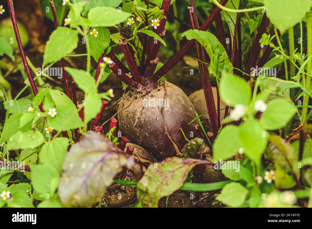 Fresh ripe red beetroot in the soil among green grass. Concept of biological agriculture, bio product, bio ecology, integrated farm. Close up Stock Photo