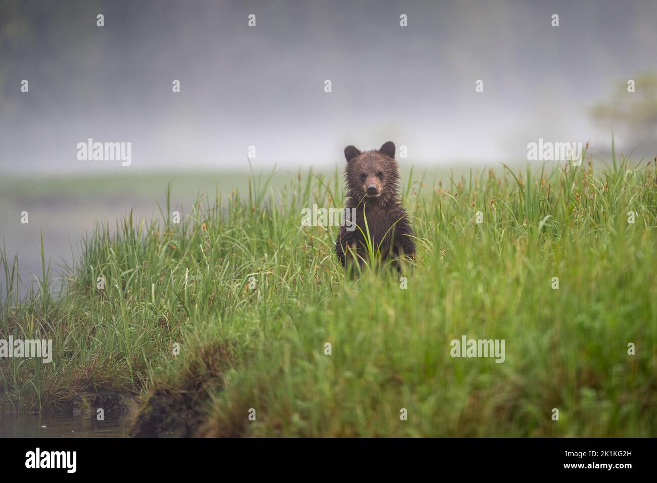 A cute, young, black, grizzly bear stands up to see over the rich, tall sedge grasses of a misty Smith Inlet in the Great Bear Rainforest Stock Photo