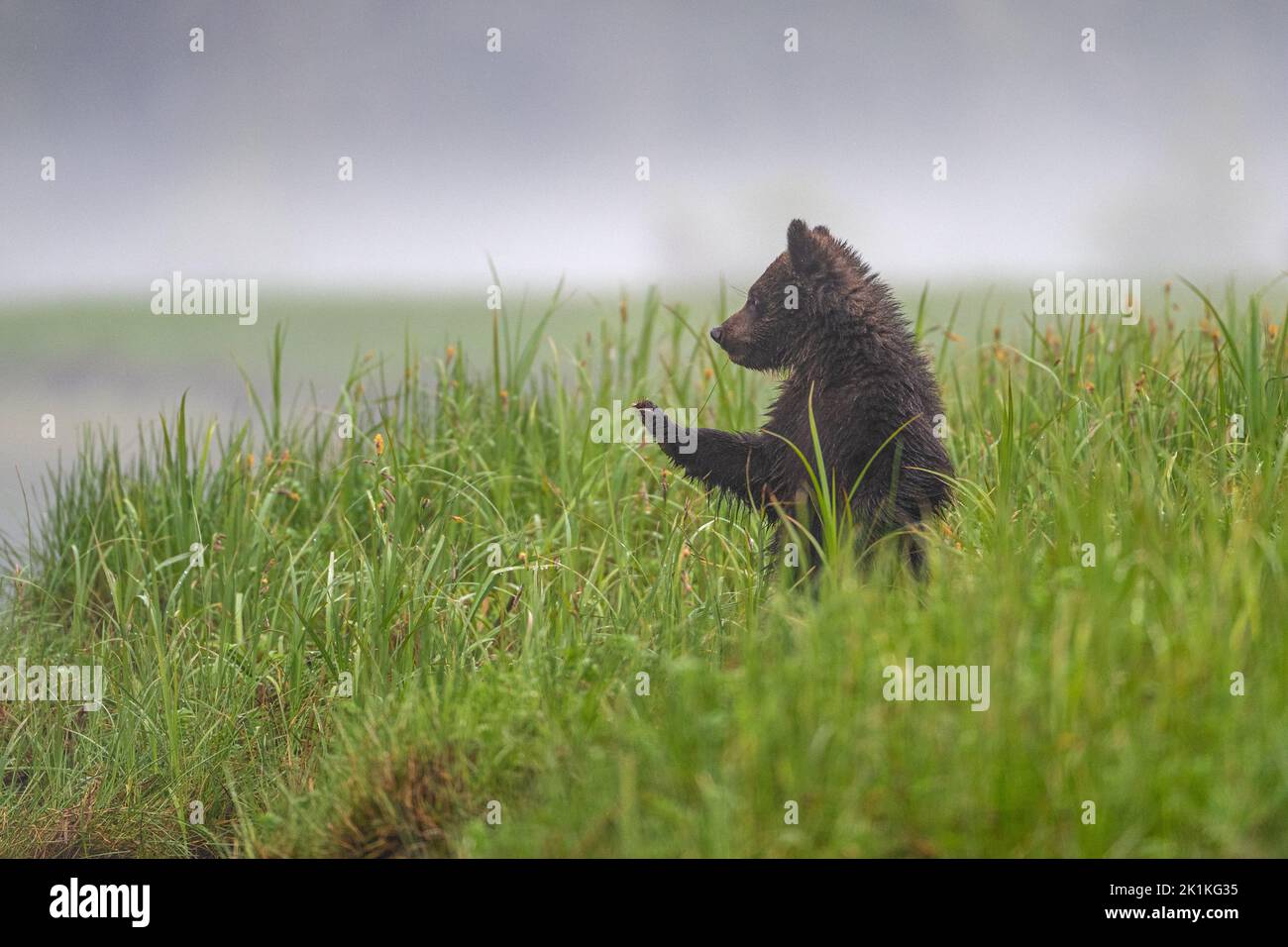A young, black, grizzly bear cub looks out over the tall sedge grasses of Smith Inlet in British Columbia Stock Photo